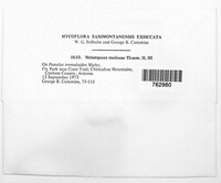 Melampsora medusae image